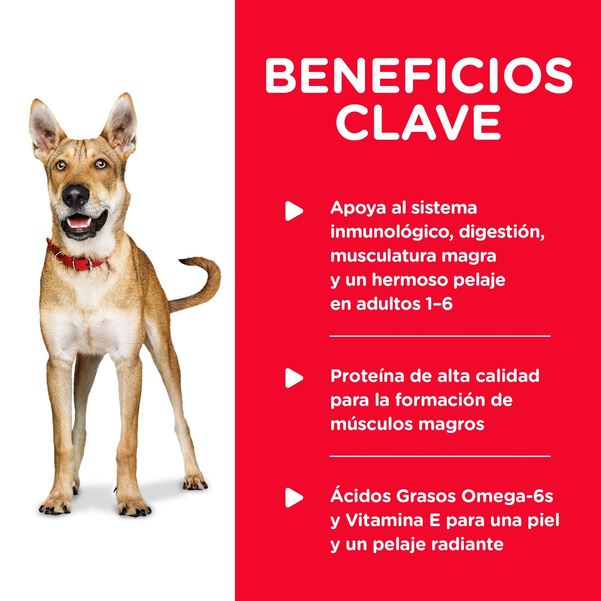 Comida Húmeda  Perro Hills Adulto Chicken 13Onz - Image 4
