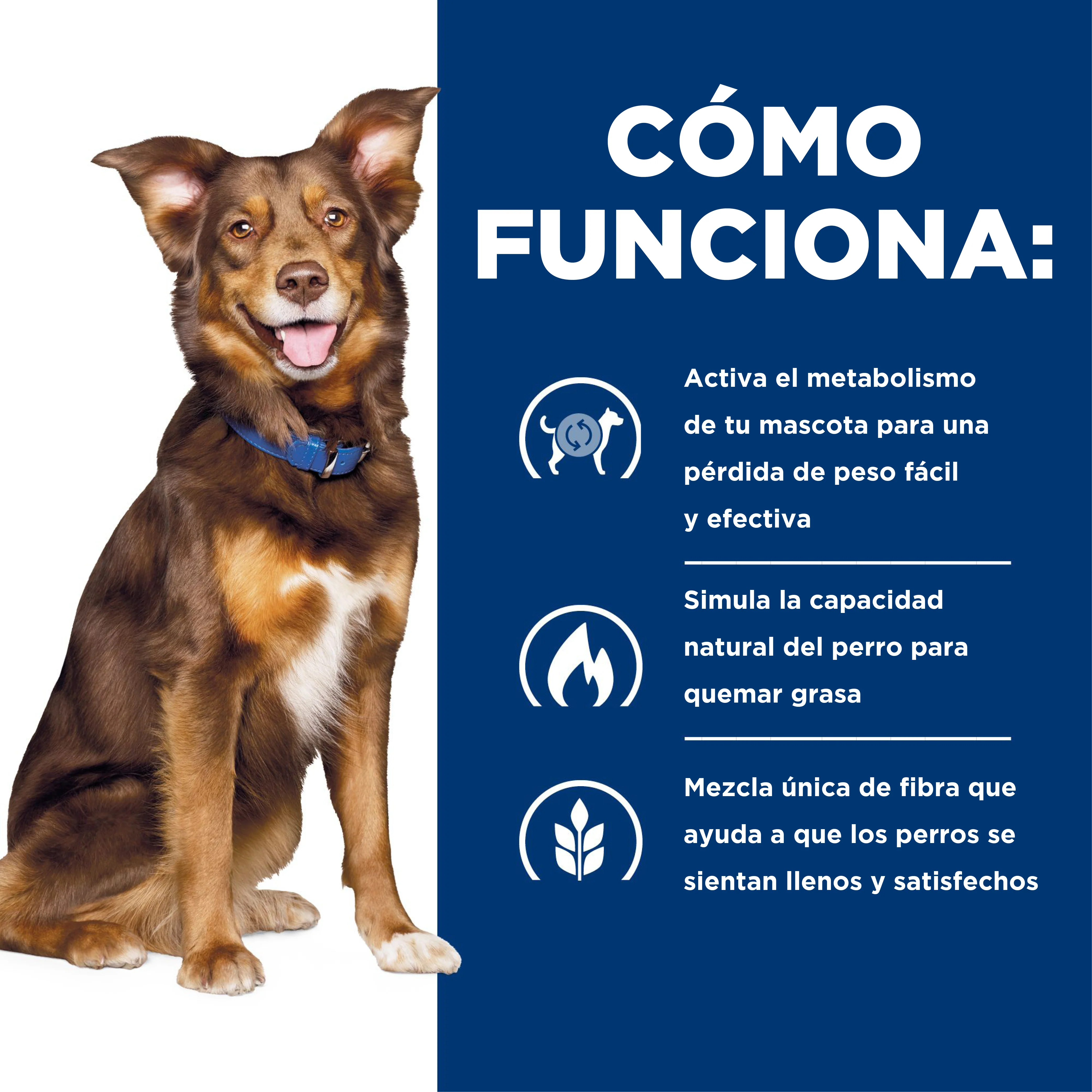 Comida Húmeda Perro Hills Adult Metabolic 13 Onz - Image 5