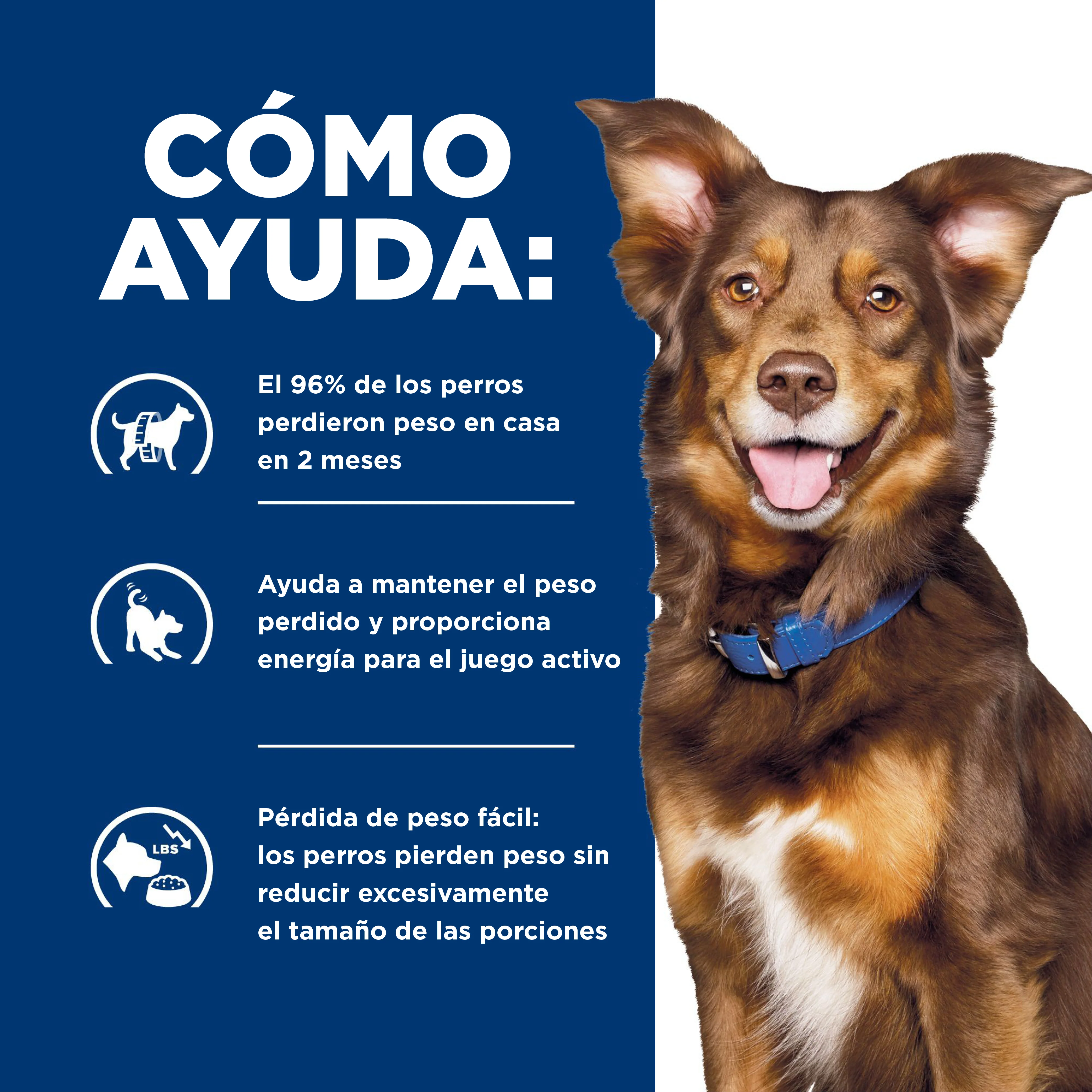 Comida Húmeda Perro Hills Adult Metabolic 13 Onz - Image 6